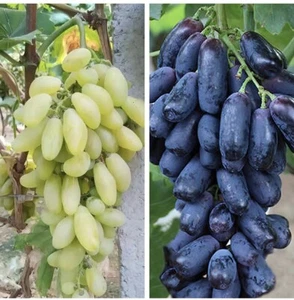 20 Mixed Finger Grape Seeds Grow Your Own Fruit Non GMO TX USA Easy Homegrown  - Picture 1 of 1