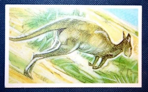 GREY KANGAROO Illustrated Wildlife Card DE22M - Picture 1 of 2