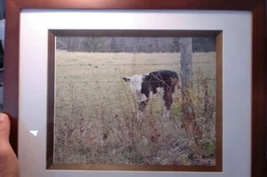 Horizontal Home Decor Wall Sign Calf early winter in VT. Art Picture Frame - Picture 1 of 2