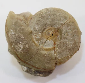 Ammonit, Xenodiscus sp., Trias, Skyth, Noel, Nibe, Timor, Indonesien -k742 - Bild 1 von 5