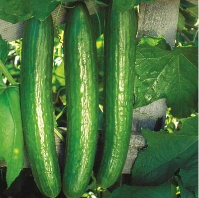 Burpless Cucumber Seeds – Easy to Digest, Crisp & Sweet – Great for Salads! - Image 1 of 4