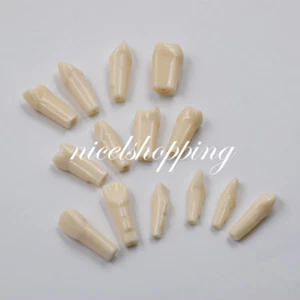 NEW Dental Teeth Model Demonstration Resin Practice Teach Study Models 28 Pcs - Picture 1 of 8