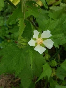 Malva de los Balcanes - Hibisco ruso - Kitaibelia vitifolia - Más de 40 semillas - Ed 041 - Imagen 1 de 1
