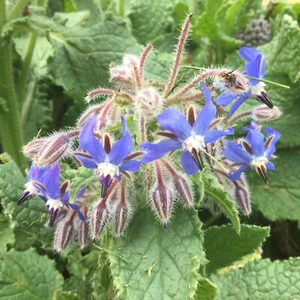 Borage - Bees Medicinal Blue Flowers - 30 Seeds - Tasmanian seller - Picture 1 of 1