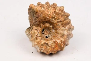 Ammonite Douvilleiceras mammilatum Madagascar 59mm ammonite fossil - Picture 1 of 5