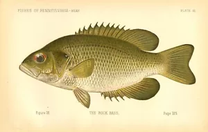 1889 Vintage Denton Fish Print ~ First Edition ~ The Rock Bass ~ Plate I0 - Picture 1 of 1