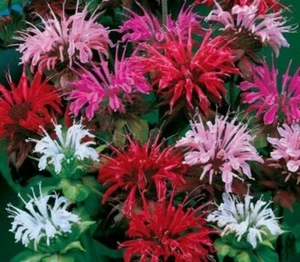 20 + Bee Balm Mixed Flower Seeds USA seller - Picture 1 of 2