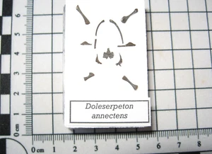 Colección Pérmico Doleserpeton Microsaur Anfibio Mandíbula y Extremidad Richards Spur #2 - Imagen 1 de 11