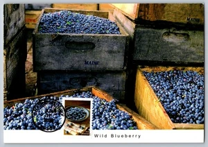 #5488 Fruits and Vegetables Blueberries FDC Maxi Card w/Pictorial Cancel - Picture 1 of 2