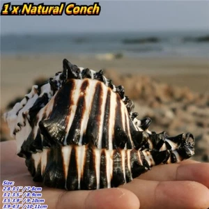 1pc Natural Stripe Conch Shell Aquarium Sea Snail Fish Tank Ornament Landscape - Picture 1 of 12