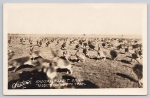 Rabbit Drive RPPC Postcard Unsigned Potter No. 20 Kansas Rabbit Drive Into Trap - Picture 1 of 2