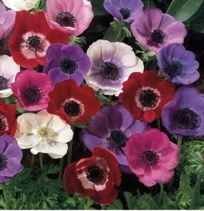 Anemone Poppy Flowers’ Bulbs Mixed Colours: $90 For 60 Bulbs : Free Postage - Picture 1 of 4