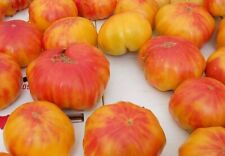 Old German Tomato Seeds - Bulk - 100 Seeds in Package