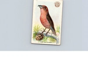 1918 Arm & Hammer Useful Birds America Second Series American Crossbill No 11 - Picture 1 of 2