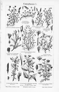 1905 FORAGE PLANTS ENGRAVING ILLUSTRATION PRINT 2 PAGES - Picture 1 of 4