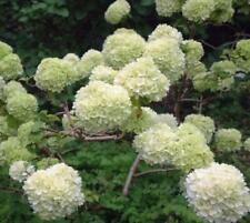 Chinese Snowball bush ( viburnum ) - Live Plant - 3 Gallon Pot