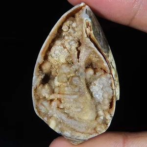 (29X49X17 MM) 146.45 Carat. NATURAL FOSSIL SNAIL DRUZY CABOCHON LOOSE GEMSTONE - Picture 1 of 6