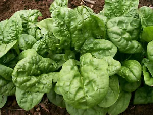 Spinach Bloomsdale 100 Seeds (Packet) - Picture 1 of 1
