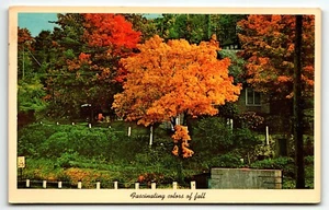 Herbstblätter Keweenawland Michigan Kupfer Land MI Autum Postkarte PM 1970 - Bild 1 von 2