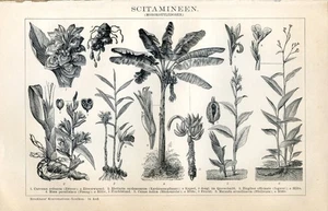 Botany, Curcuma, Ginger......1894 - Picture 1 of 1