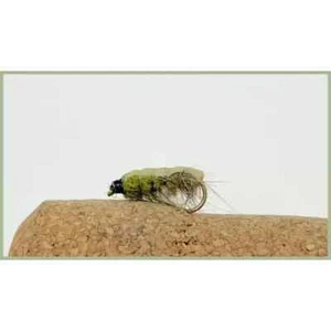 8 Pack Olive Czech Nymph Trout Flies Mixed Pack 10/12 For Trout & Grayling Fly - Picture 1 of 1