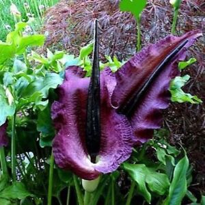 Dracunculus Vulgaris Purple /  10 Seeds