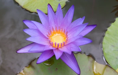 'TERI DUNN' Tropical Water Lily (Blue) - EXTRA LARGE BLOOMING PLANTS! - Image 1 of 4