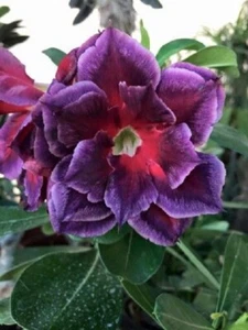 4 Fushia Magenta Desert Rose Seeds Adenium Obesum Flower Exotic Garden Seed 59 - Picture 1 of 12