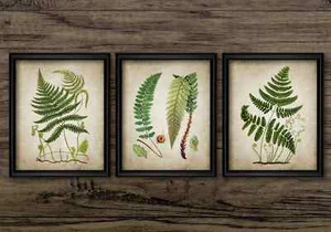 Ferns Print Set of 3, Vintage Botanical Wall Art, Woodland Green Fern Plants - Picture 1 of 1