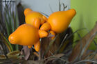 Solanum Mammosum - 10 graines - mamelon - médicinal - non comestible - rare
