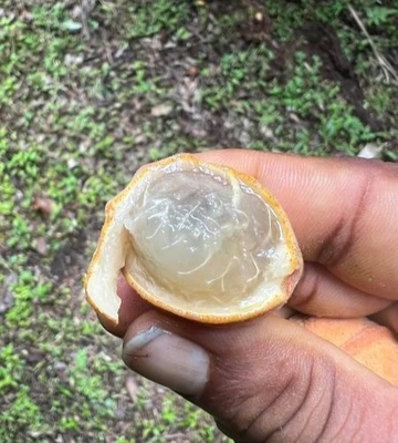 Plinia Salticola - Dwarf Mulchi - Image 1 of 4