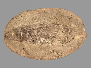 Fósil de pez prehistórico conservado en una roca antigua - Imagen 1 de 5