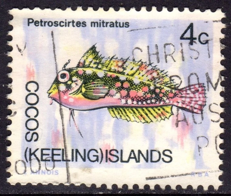 COCOS usado 15/11 Foto 1 de 1