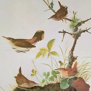 John James Audubon Pájaros INVIERNO WREN & ROCK WREN Arte Impresión Libro Placa 328 - Imagen 1 de 3