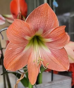 CAROLE AMARYLLIS HIPPEASTRUM Bulbet/Starter Bulb - 12 cm - Picture 1 of 1