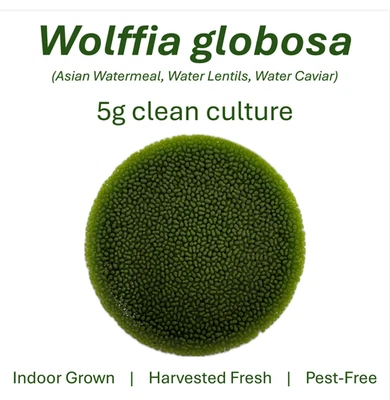 Wolffia globosa – 5 g Live Clean Culture | Indoor Grown | Pest-Free Watermeal
