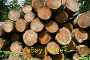 Foto 6x4 Holzstapel in der Nähe von Abergynolwyn Station c2008 - Bild 1 von 1