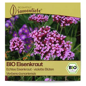Eisenkraut Samen BIO Blumen-Samen Bienen-Weide Saatgut Verbena ca.1000 Pflanzen - Bild 1 von 8