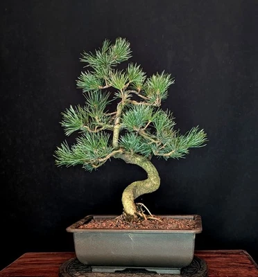 BONSAI MÄDCHENKIEFER PINUS PARVIFLORA OUTDOOR JAPANIMPORT KIEFER - Bild 1 von 4