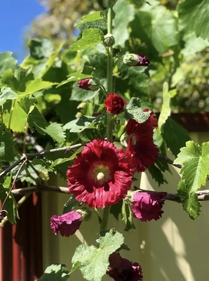 Ruby Red Hollyhock 50 Seeds – Beautiful Heirloom Variety – Romantic Flower - Image 1 of 2