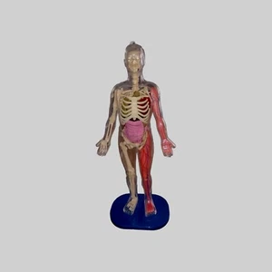 Human Anatomical Anatomy Skeleton Model Education Display Anatomy Models - Imagen 1 de 11