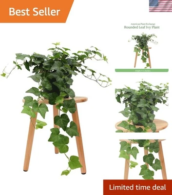 Lush 6-Inch English Ivy – Perfect Trailing Vine for Indoor & Outdoor Spaces - Image 1 of 4