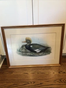 John Gould & H.C. Richter - Branta Rufina - Framed 1868 Antique Lithograph - Picture 1 of 15