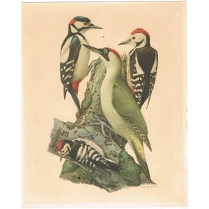 PIC Épeiche Vert Mar OISEAUX de FRANCE par BARRUEL Collec HÉPATIOR N°8 vers 1960 - Imagen 1 de 2