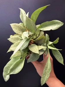 HOYA Nicholsoniae New Guinea Ghost 👻 | Rare | 100mm Pot + Saucer (#0022) - Picture 1 of 8