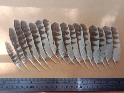 Colección de plumas de ala de aves rapaces nocturnas amarillas arte artesanal hágalo usted mismo decoración del hogar Foto 1 de 4