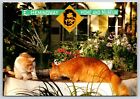 Ernest Hemingway Home & Museum Six Toe Cats Garden Key West FL Postcard UNP 6x4