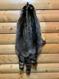 Raccoon Fur, Tanned Pelt, SD Quality, LG-XXXL Sizes, Crafts, Leather, Sewing