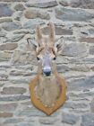 French Taxidermy Hunting Trophy Male Deer Head With Antlers In Velvet Mounted 