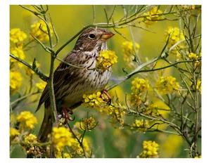 A Corn Bunting - Stampa fotografica 8x10 su 8,5" x 11" - Foto 1 di 1